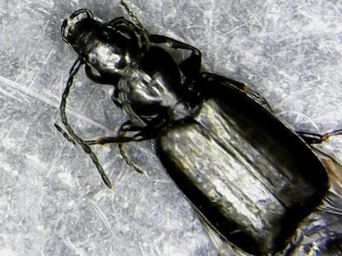 Réf. 264 275 : Microlestes minutulus
